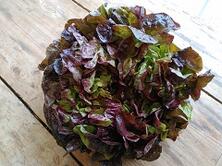 Salat Eichblatt rot
