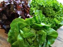 Salat Blattsalat regional