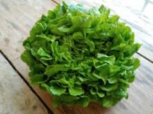 Salat Eichblatt gr&uuml;n regional