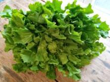 Salat Endivien