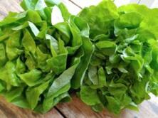 Salat Kopfsalat rot regional