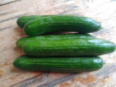 Gurken Mini Gurken