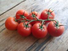 Tomaten Strauchtomaten